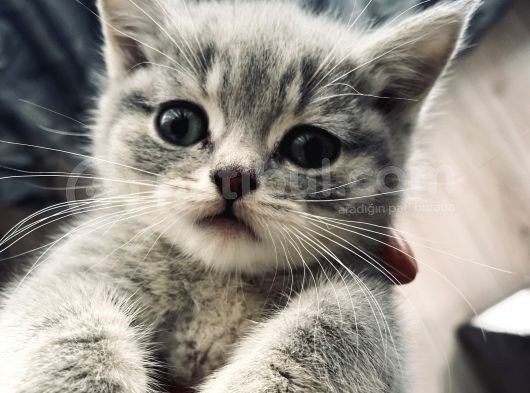British Shorthair görsel