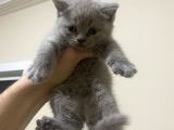 British Shorthair Ve Scottish Fold 3 Bluepoint 1 Lilac