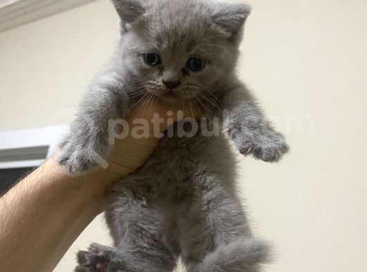 British Shorthair Ve Scottish Fold 3 Bluepoint 1 Lilac görsel