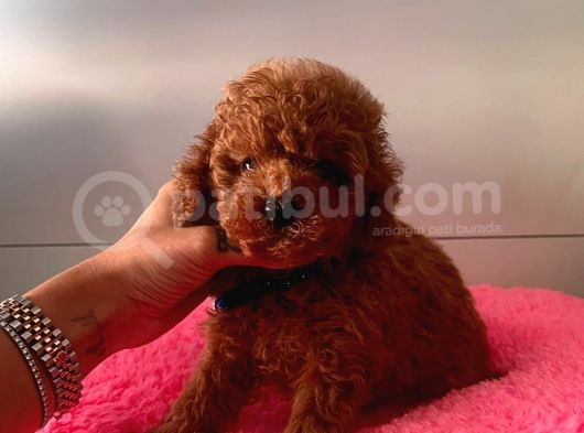 Red Brown Toy Poodle görsel