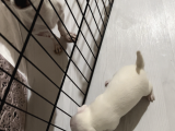 Chiuahua Büyümeyen 0 Numara