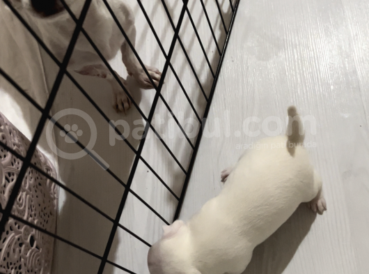 Chiuahua Büyümeyen 0 Numara görsel