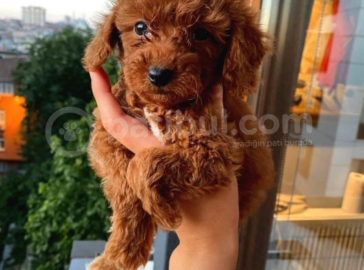 Ev Ortamında Poodle Yavrular görsel