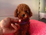 Orjinal Toy Poodle