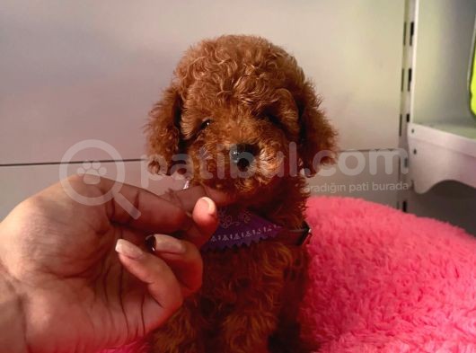 Orjinal Toy Poodle görsel