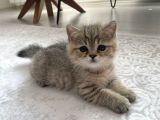 2 Aylık Black Golden Britishshorthair Yavrular