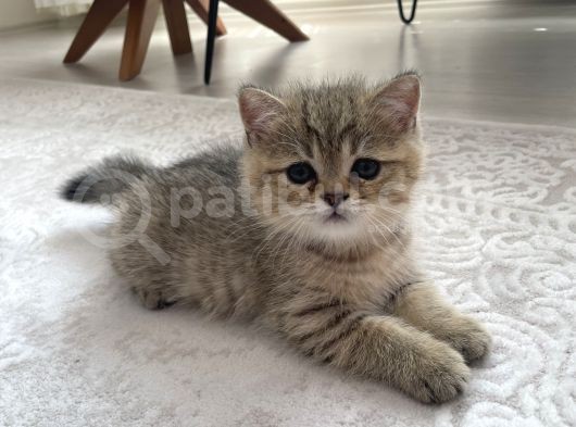 2 Aylık Black Golden Britishshorthair Yavrular görsel