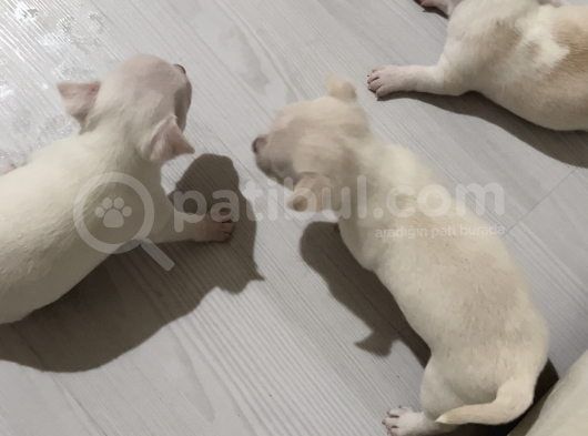 Chiuahua Büyümeyen 0 Numara görsel