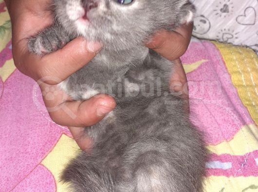 Scottish Fold Ve Strayt görsel
