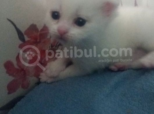 Tam 1 Aylık Bebeklerimiz Yeni Evlerine Hazırlar görsel