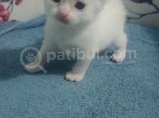 Tam 1 Aylık Bebeklerimiz Yeni Evlerine Hazırlar görsel