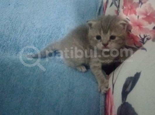 Tam 1 Aylık Bebeklerimiz Yeni Evlerine Hazırlar