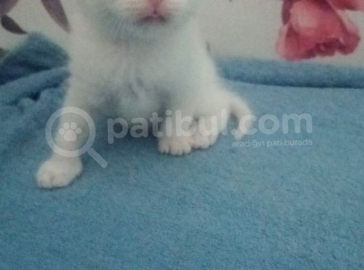 Tam 1 Aylık Bebeklerimiz Yeni Evlerine Hazırlar görsel