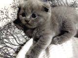 Yavru Kedi