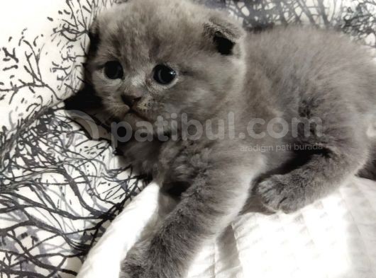 Yavru Kedi görsel