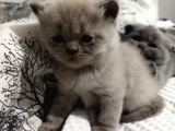 Yavru Kedi