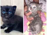 Scottish Fold Ve Strayt