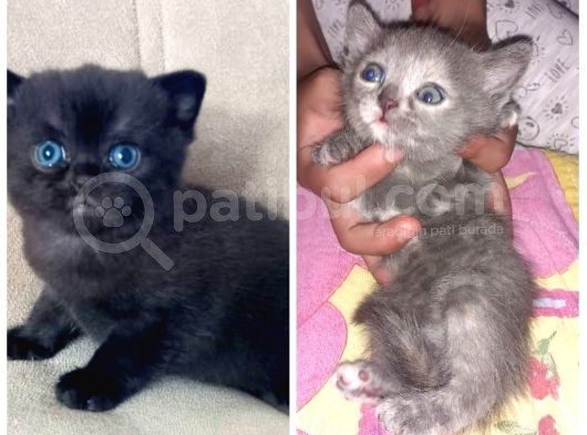 Scottish Fold Ve Strayt görsel