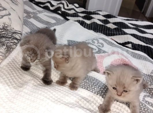 Yavru Kedi görsel
