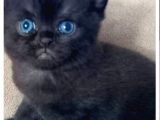 Scottish Fold Ve Strayt