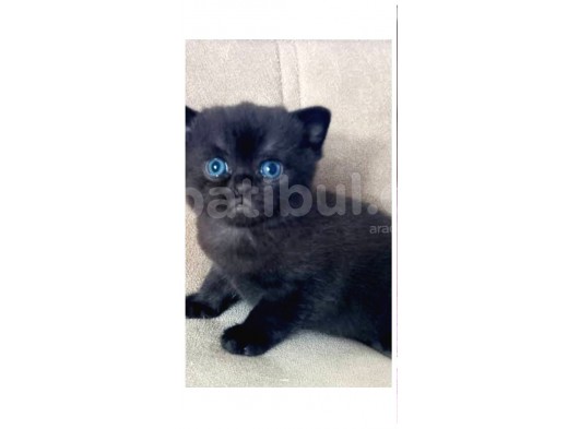 Scottish Fold Ve Strayt