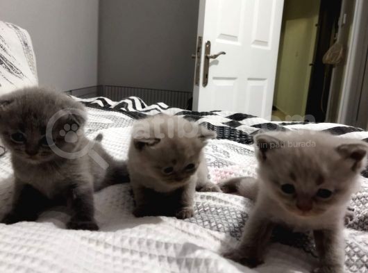 Yavru Kedi görsel