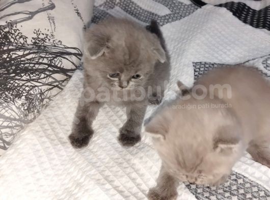 Yavru Kedi görsel