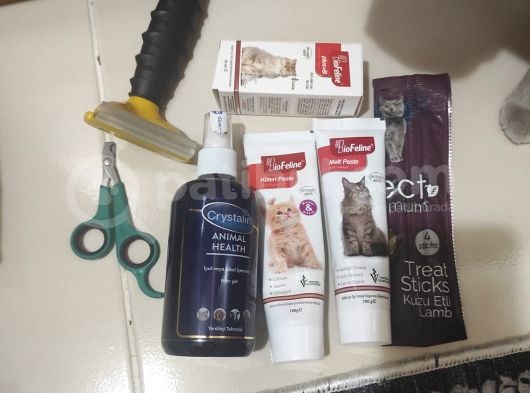 Dişi 5 Aylık Uyumlu Akıllı Oyuncu Kedimiz görsel