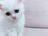 British Shorthair Kaliteli Yavrularımız