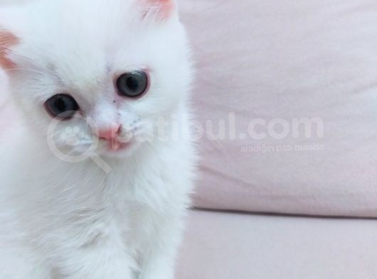 British Shorthair Kaliteli Yavrularımız görsel