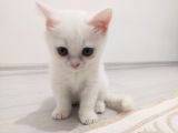 British Shorthair Kaliteli Yavrularımız