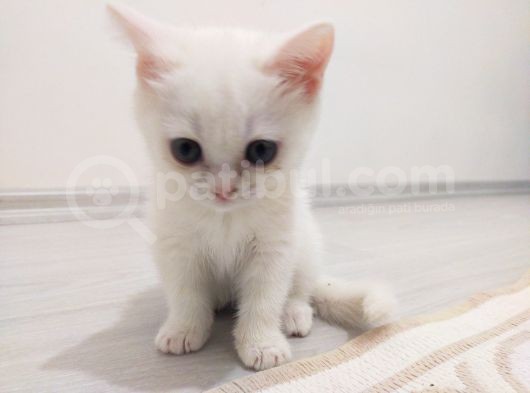 British Shorthair Kaliteli Yavrularımız görsel