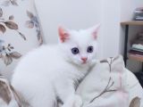 British Shorthair Kaliteli Yavrularımız