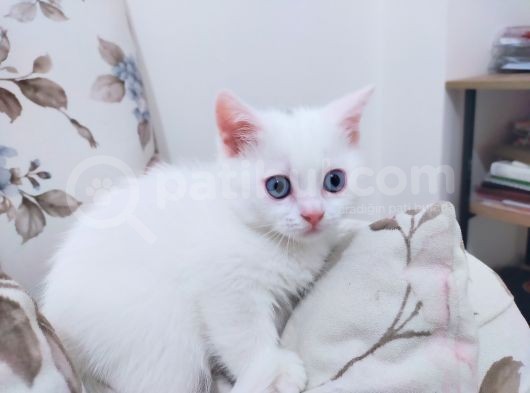 British Shorthair Kaliteli Yavrularımız görsel