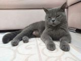 British Shorthair Kaliteli Yavrularımız