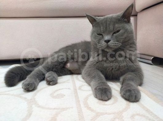 British Shorthair Kaliteli Yavrularımız görsel