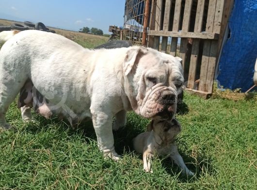 Yetişkin Döneminde Dişi İngiliz Bulldog