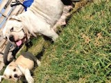 Yetişkin Döneminde Dişi İngiliz Bulldog