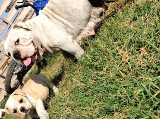 Yetişkin Döneminde Dişi İngiliz Bulldog görsel