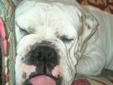 Yetişkin Döneminde Dişi İngiliz Bulldog