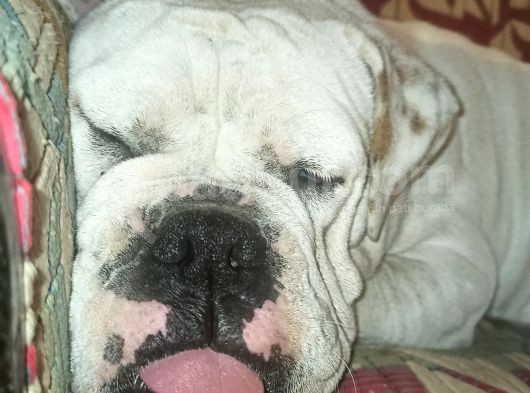 Yetişkin Döneminde Dişi İngiliz Bulldog