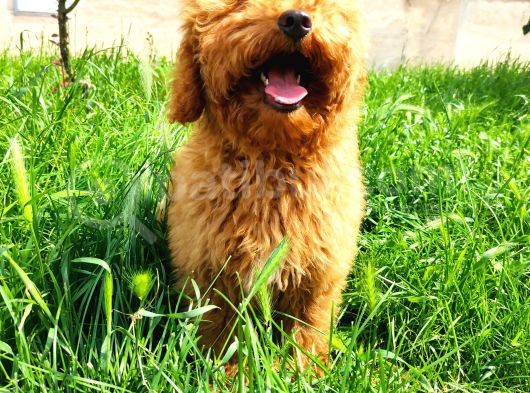 Bütün Aşilari Tam 4 Aylik Toypoodle görsel