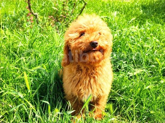 Bütün Aşilari Tam 4 Aylik Toypoodle görsel
