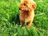 Bütün aşilari Tam 4 Aylik Toypoodle