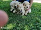 A Kali̇te Chow Chow Yavruları