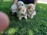 A Kali̇te Chow Chow Yavruları