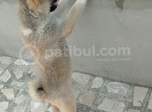 Aki̇ta İnu görsel