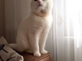 British Shorthair Kaliteli Yavrularımız
