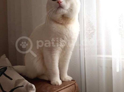 British Shorthair Kaliteli Yavrularımız