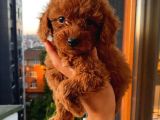 Dişi Erkek Poodle Yavrular
